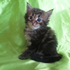 Image pour l'annonce Chatons Maine coon