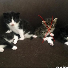 Image pour l'annonce donne 3 petit chaton noir un blanc