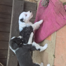 Image pour l'annonce Donne Border Collie croisé