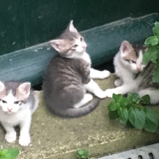 Image pour l'annonce Chatons de trois mois à donner