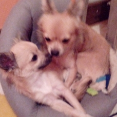 Image pour l'annonce 2 chihuahuas mâles de 6 mois