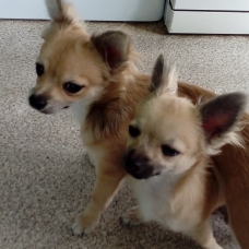 Image pour l'annonce 2 chihuahuas mâles de 6 mois