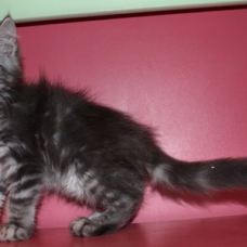 Image pour l'annonce chatons Maine coon LOOF