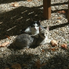 Image pour l'annonce deux chatons très amicales