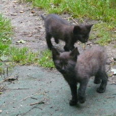 Image pour l'annonce DONNE GENTIL CHATON SEVRÉ