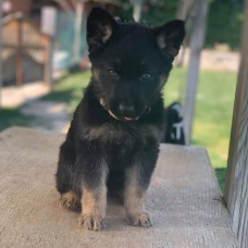 Image pour l'annonce Chiots Berger allemand à réserver