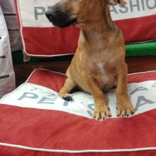 Image pour l'annonce à vendre Chiot xt Pinscher fauve