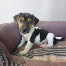 Image pour l'annonce jolie Jack russel petite taille