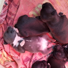 Image pour l'annonce Chiots staffie