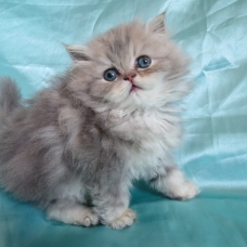 Image pour l'annonce Magnifique chaton persan Loof