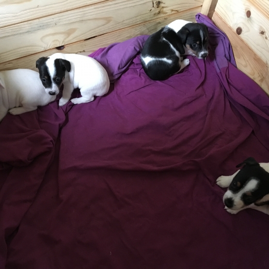 Image pour l'annonce Chiots Jack Russel