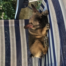 Image pour l'annonce Vends Bouledogue français femelle fauve charbonnée