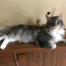 Image pour l'annonce Superbe Mâle Maine coon blue LOOF pour saillie