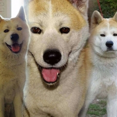 Image pour l'annonce akita inu prestigieuses origines titré en beauté