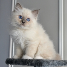 Image pour l'annonce Chatons LOOF Sacré de Birmanie