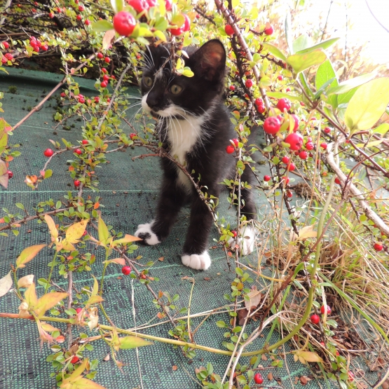 Image pour l'annonce Donne mignon chaton noir et blanc