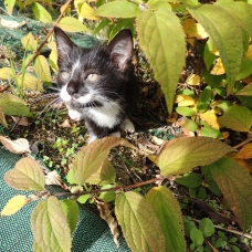 Image pour l'annonce Donne mignon chaton noir et blanc