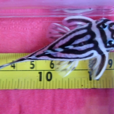 Image pour l'annonce 100% de qualité supérieure L046 Hypancistrus Zebra Pleco Poisson