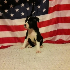 Image pour l'annonce A réserver Chiots american staffordshire terrier