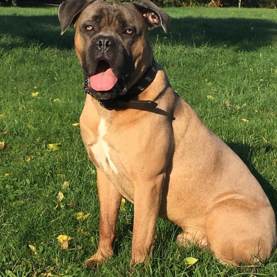 Image pour l'annonce Saillie cane corso