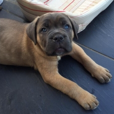 Image pour l'annonce Saillie cane corso