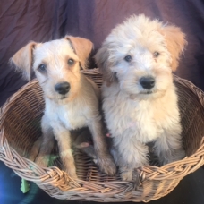 Image pour l'annonce Donne chiots croisés yorkshire