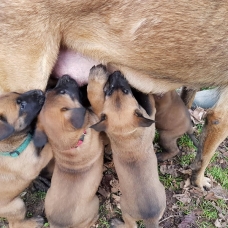 Image pour l'annonce chiots malinois