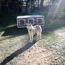 Image pour l'annonce Chiots husky