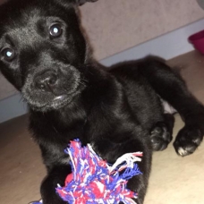 Image pour l'annonce vend labrador croisé malinois