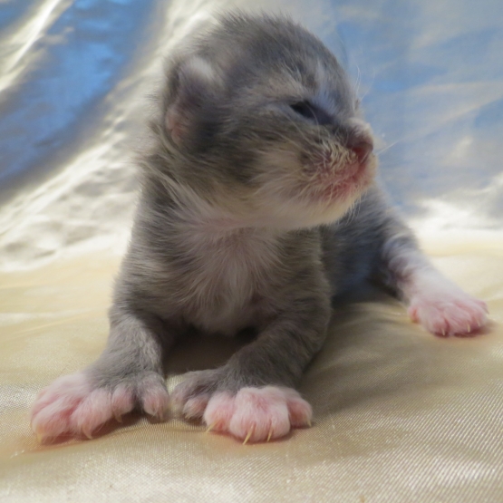 Image pour l'annonce Chatons Maine coon blue Loof