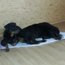 Image pour l'annonce chiot rottweiler