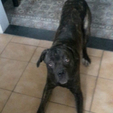 Image pour l'annonce Cane corso à donner