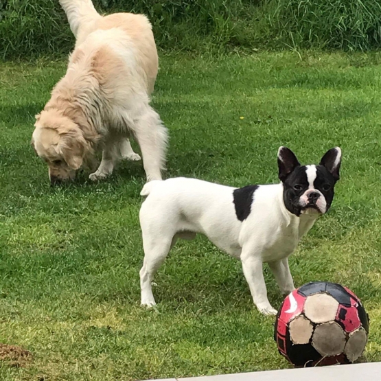 Image pour l'annonce Saillie Bouledogue français