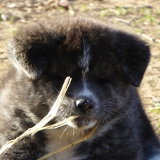 Image pour l'annonce Chiots Akita Inu LOF