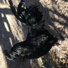 Image pour l'annonce Oeufs Fécondés Ayam Cemani Qualité rare Race pure