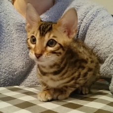 Image pour l'annonce Chaton bengal brown LOOF