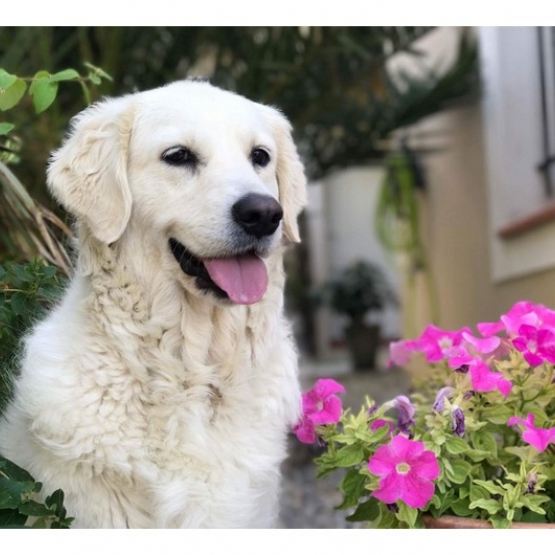 Image pour l'annonce Chiots Golden Retriever à Réserver