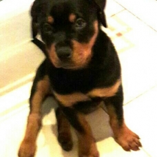 Image pour l'annonce Vend chiot rottweiler