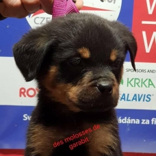 Image pour l'annonce CHIOTS DISPONIBLE DE SUITE MALES ET FEMELLES ROTTWEILER