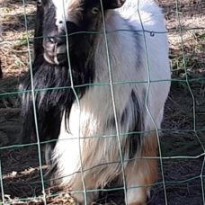 Image pour l'annonce VENTE DE CHÈVRE MÂLE