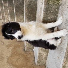 Image pour l'annonce vends chiot femelle border collie