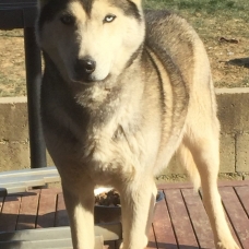 Image pour l'annonce Vend chiots type husky sibérien