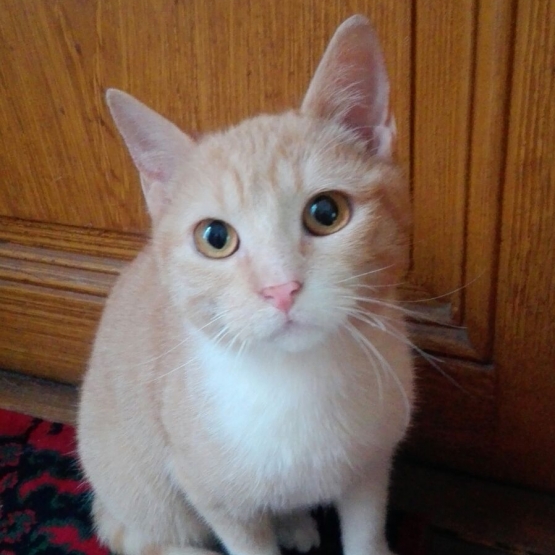 Cotine 6 mois jolie chatonne blanche et rousse à adopter Paris (75