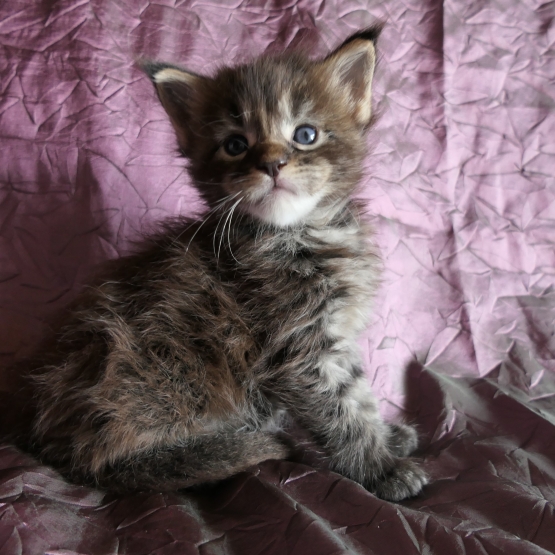 Image pour l'annonce Chatons Maine coon de diverses couleurs