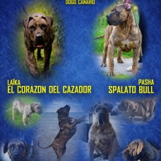 Image pour l'annonce Vends chiots Dogo Canario