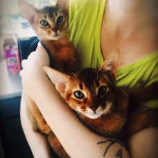 Image pour l'annonce Vend 3 magnifiques Chatons Abyssins