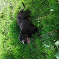 Image pour l'annonce Donne chienne  labrador croisé  cané corso