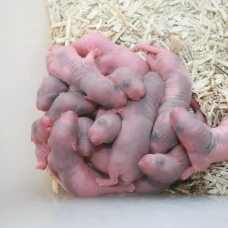 Image pour l'annonce Lot 10 rats bébé , 10 ratons