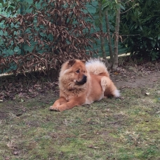 Image pour l'annonce Recherche mâle Chow-chow pour saillie