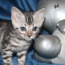 Image pour l'annonce Chatons bengal silverLOOF-10 fois+livraison france